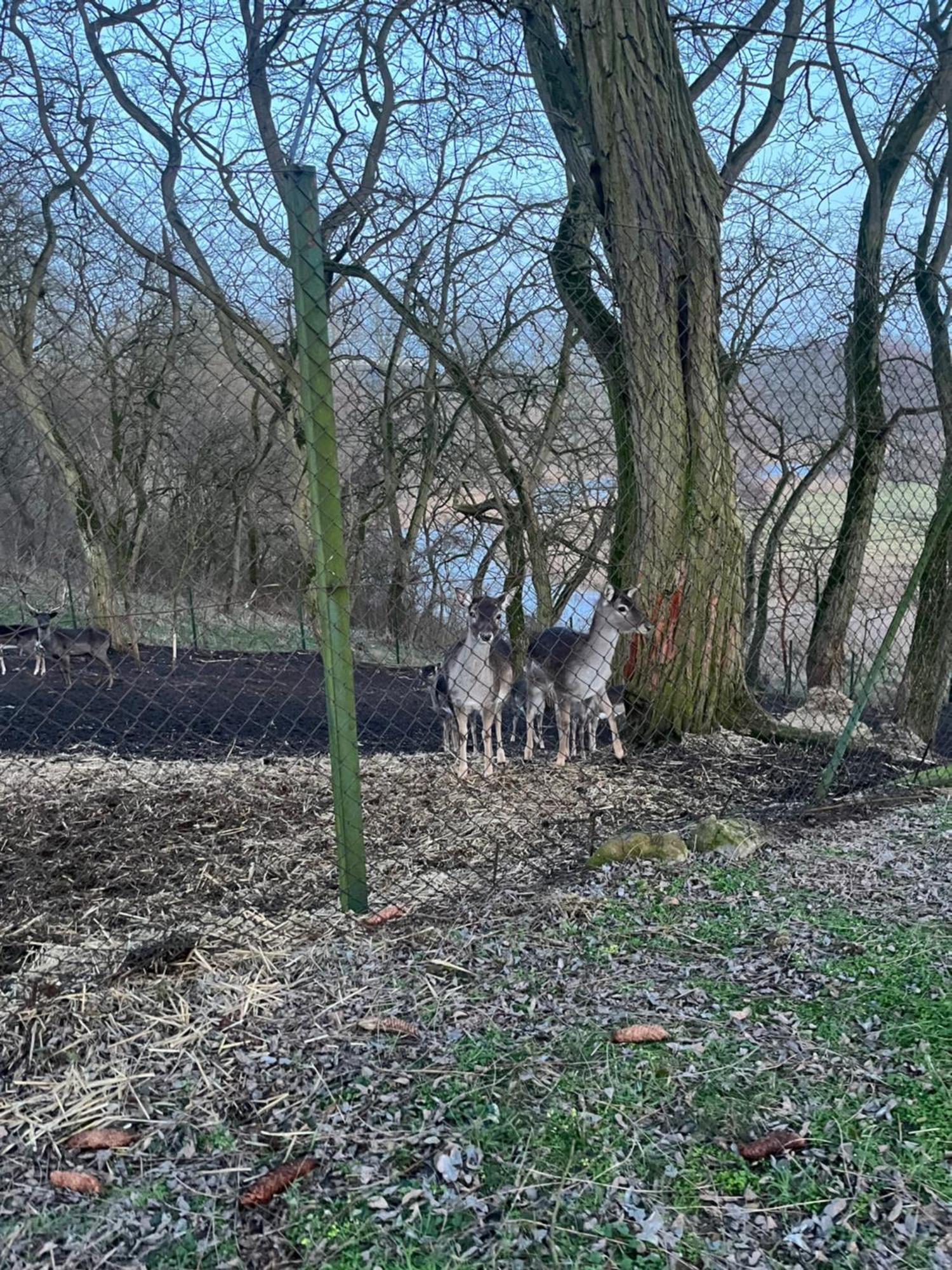 Dworek Biesiadny Radzewice Esterno foto